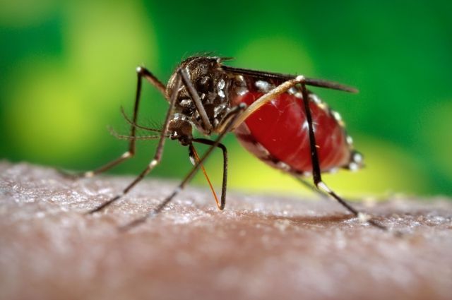 Почему жертвой комаров становятся определенные люди: названы причины 