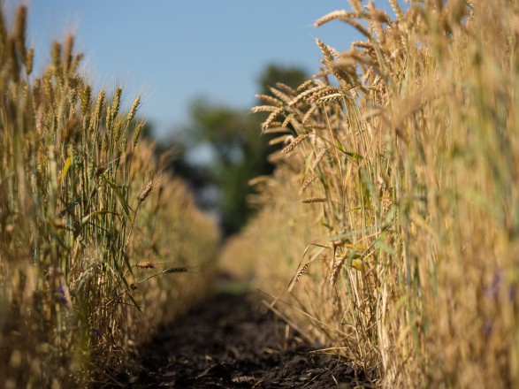 В Украине намолотили первый миллион тонн зерна нового урожая
