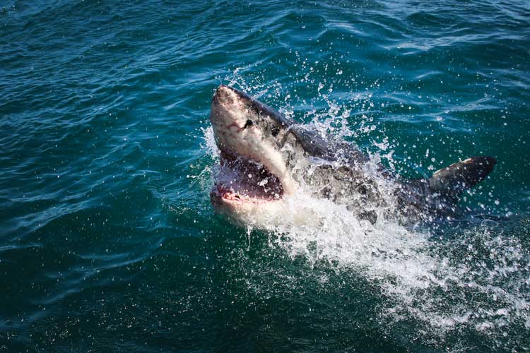 В Египте  впервые за несколько акула напала на туристку, откусив руку и ногу: женщина не выжила
