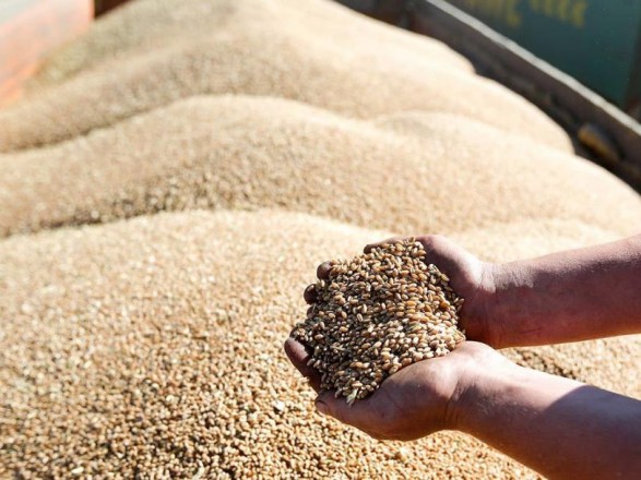Через более чем 50 фиктивных компаний дельцы пытались экспортировать "черное" зерно