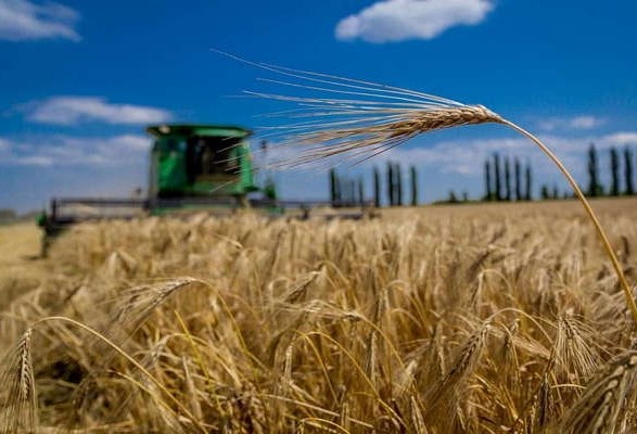 Жатва-2022: сбор ранних зерновых подходит к завершению