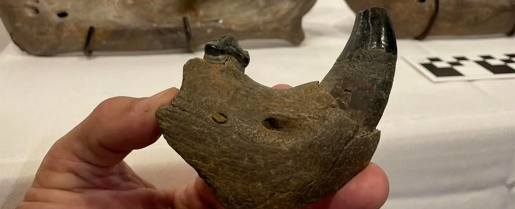 Американец нашел в реке останки древнего животного, которому 11 тысяч лет