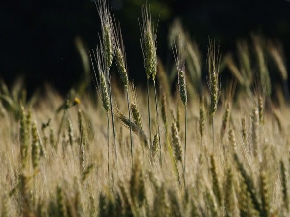 Украина озвучила первые прогнозы на урожай этого года: ожидается уменьшение на 16%