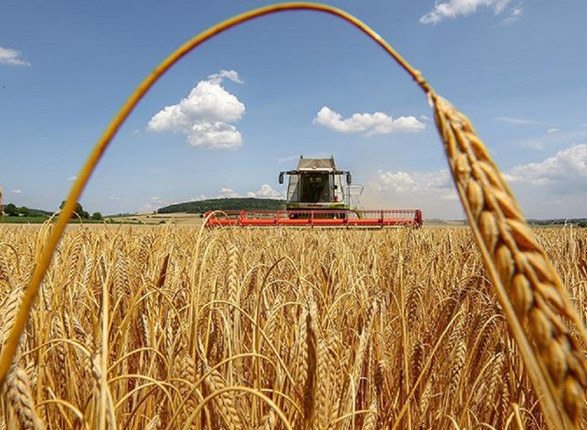 Жатва в Украине: намолочено более 2 млн тонн зерна