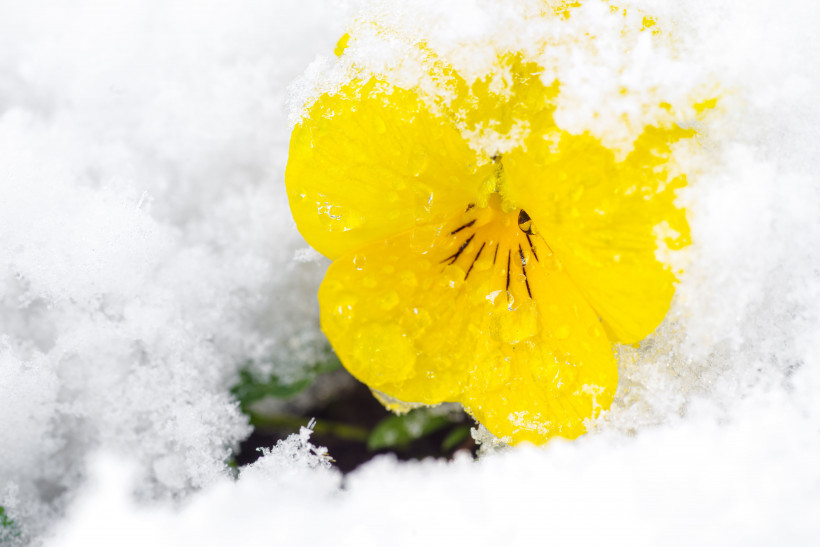 Садівники назвали морозостійкі квіти, які прикрасять ландшафт в холодну погоду