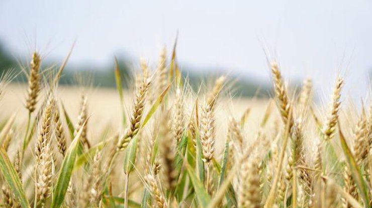 Румунія збільшить коридор для українського зерна