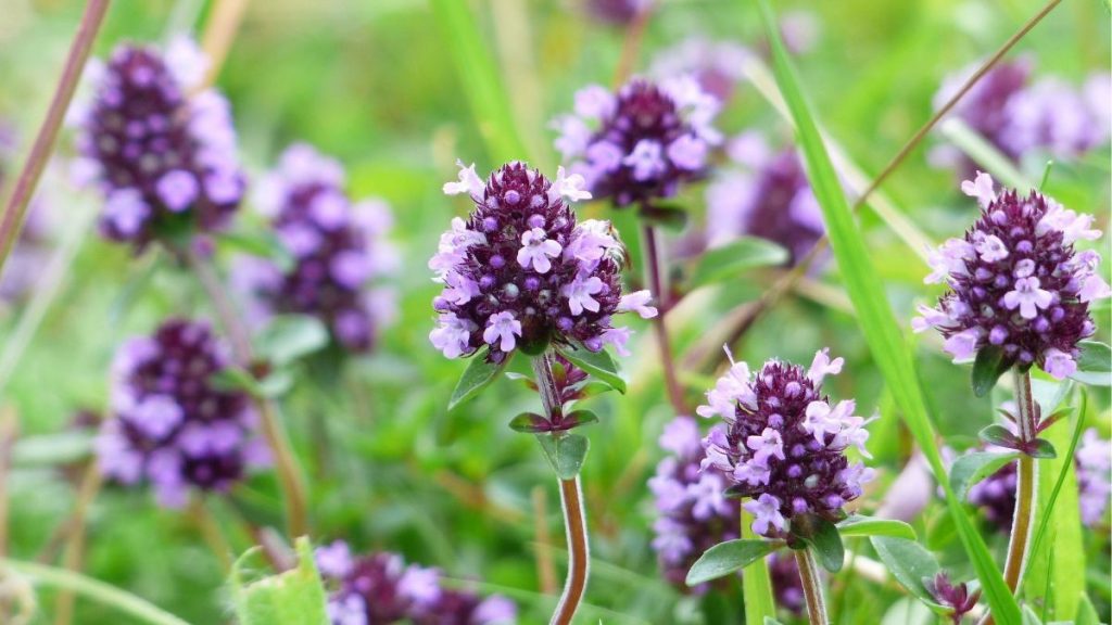 Узнайте, чем полезен чабрец, как правильно заваривать чай из этой травы, в каких случаях он помогает и кому может навредить
