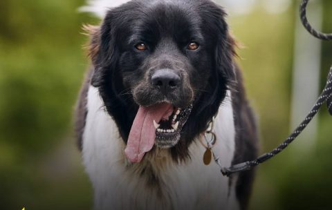 Верховная Рада поддержала законопроект №11328, который запрещает держать животных на привязи без выгула и усиливает ответственность владельцев