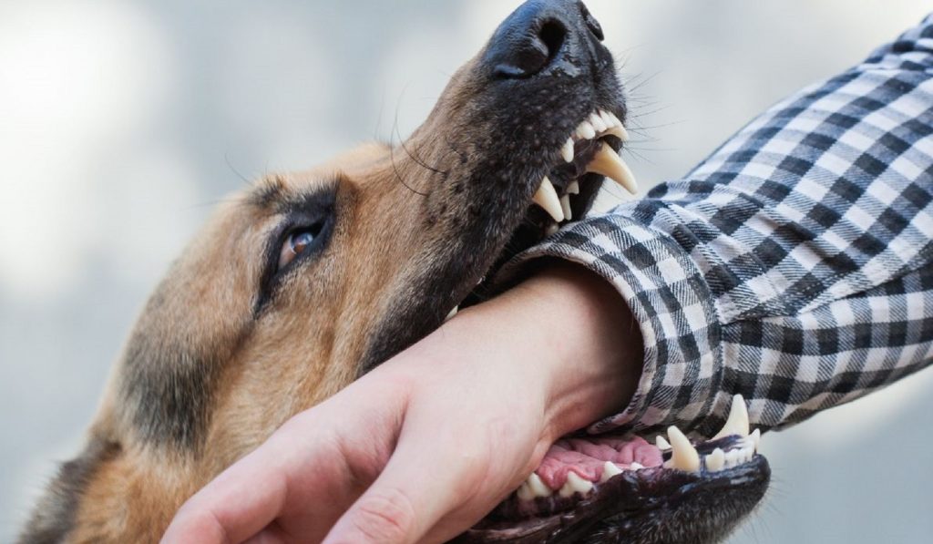Бешенство: как определить симптомы, что делать при укусе и как защититься. Полное руководство по лечению и профилактике.