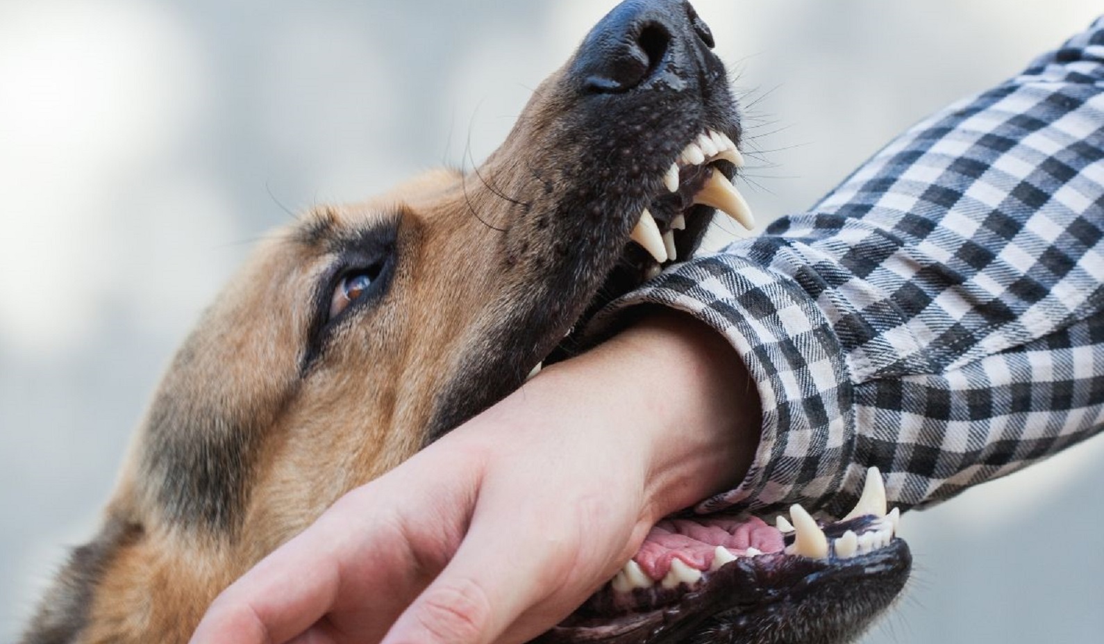 Бешенство: как определить симптомы, что делать при укусе и как защититься. Полное руководство по лечению и профилактике.