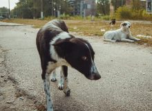 Бродячие собаки в Чернобыльской зоне