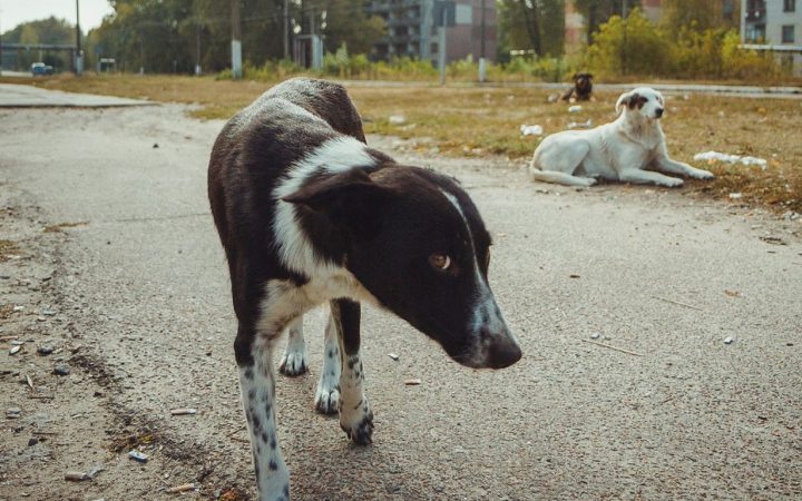 Бродячие собаки в Чернобыльской зоне