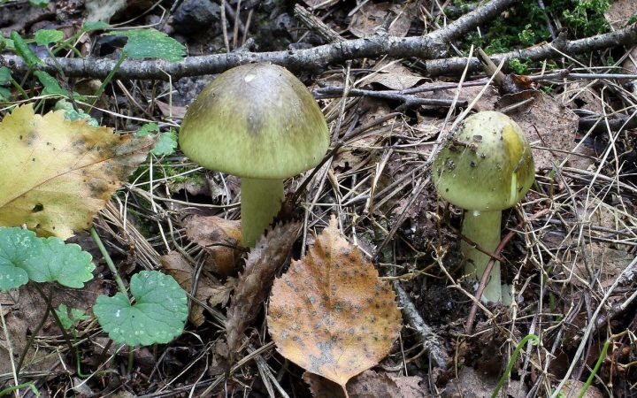 Бледная поганка в лесу