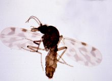 Мокрец рода Culicoides — переносчик вируса Шамонда, архивное фото