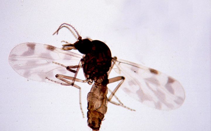 Мокрец рода Culicoides — переносчик вируса Шамонда, архивное фото