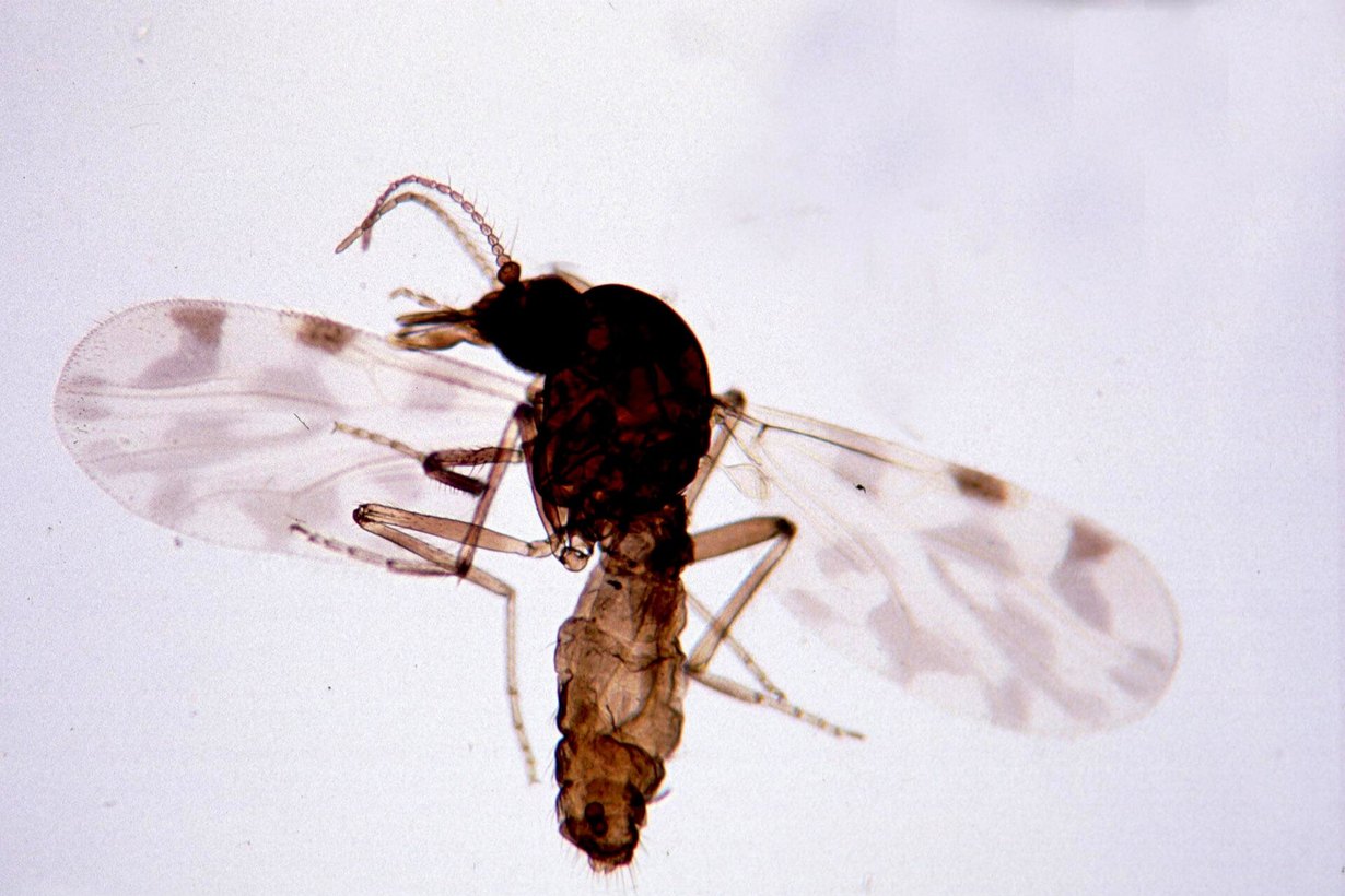 Мокрец рода Culicoides — переносчик вируса Шамонда, архивное фото